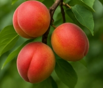 개복숭아효소 효능