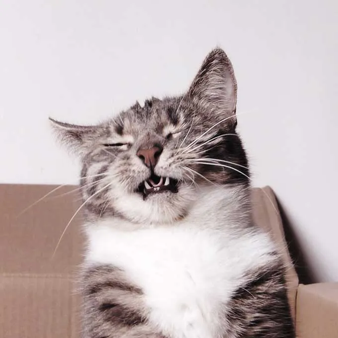 "고양이