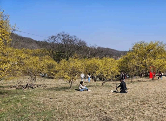 2025 이천백사 산수유꽃축제 완전 정복 가이드