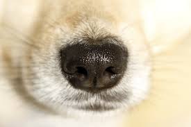 강아지 코를 확대한 사진