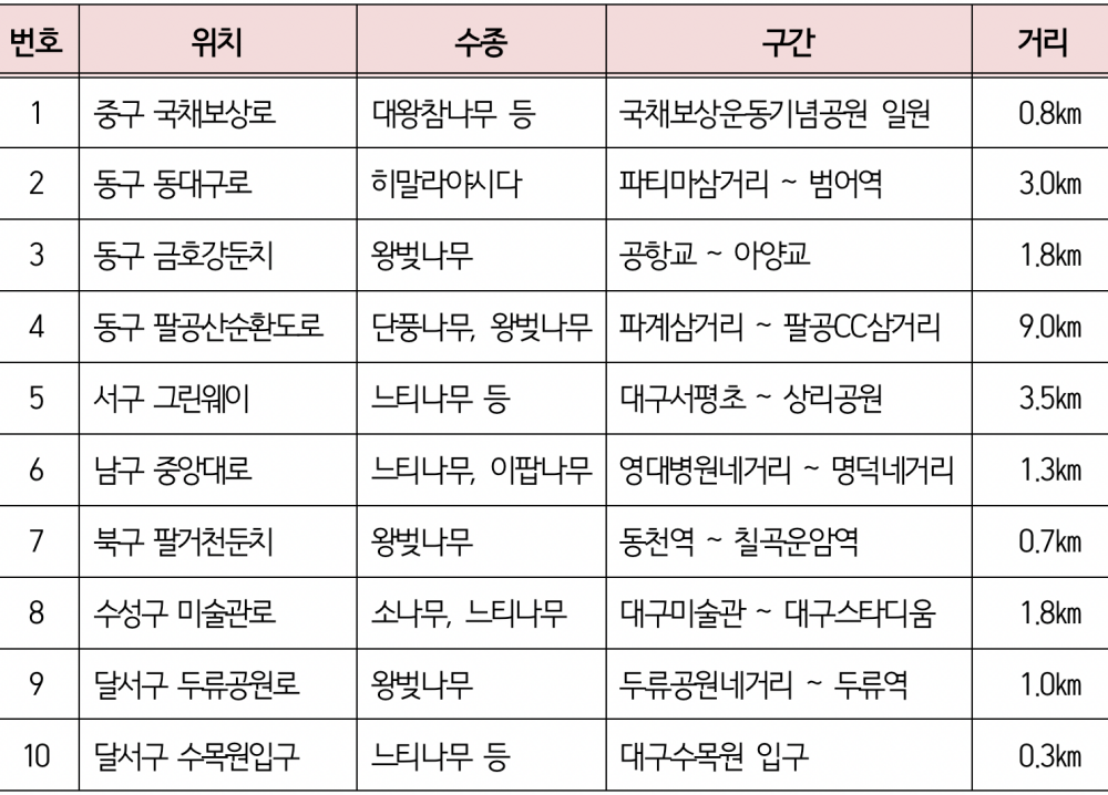 대구의 6월에 가볼만한 명품 가로수길 10개소