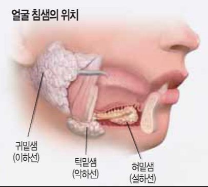 침샘위치