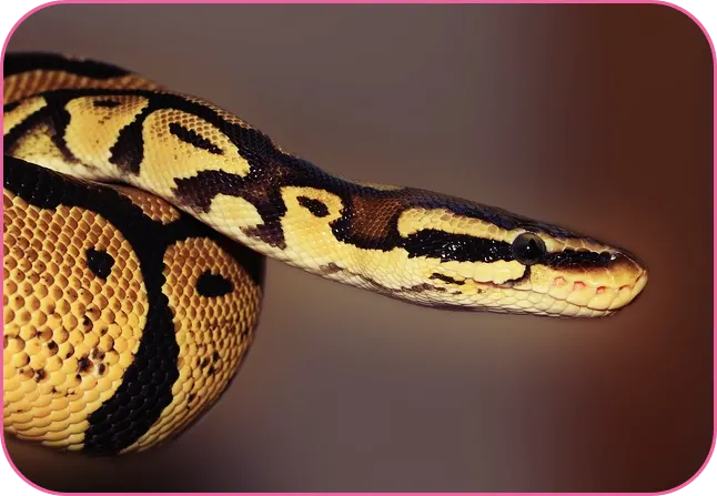 2024년 뱀띠운세