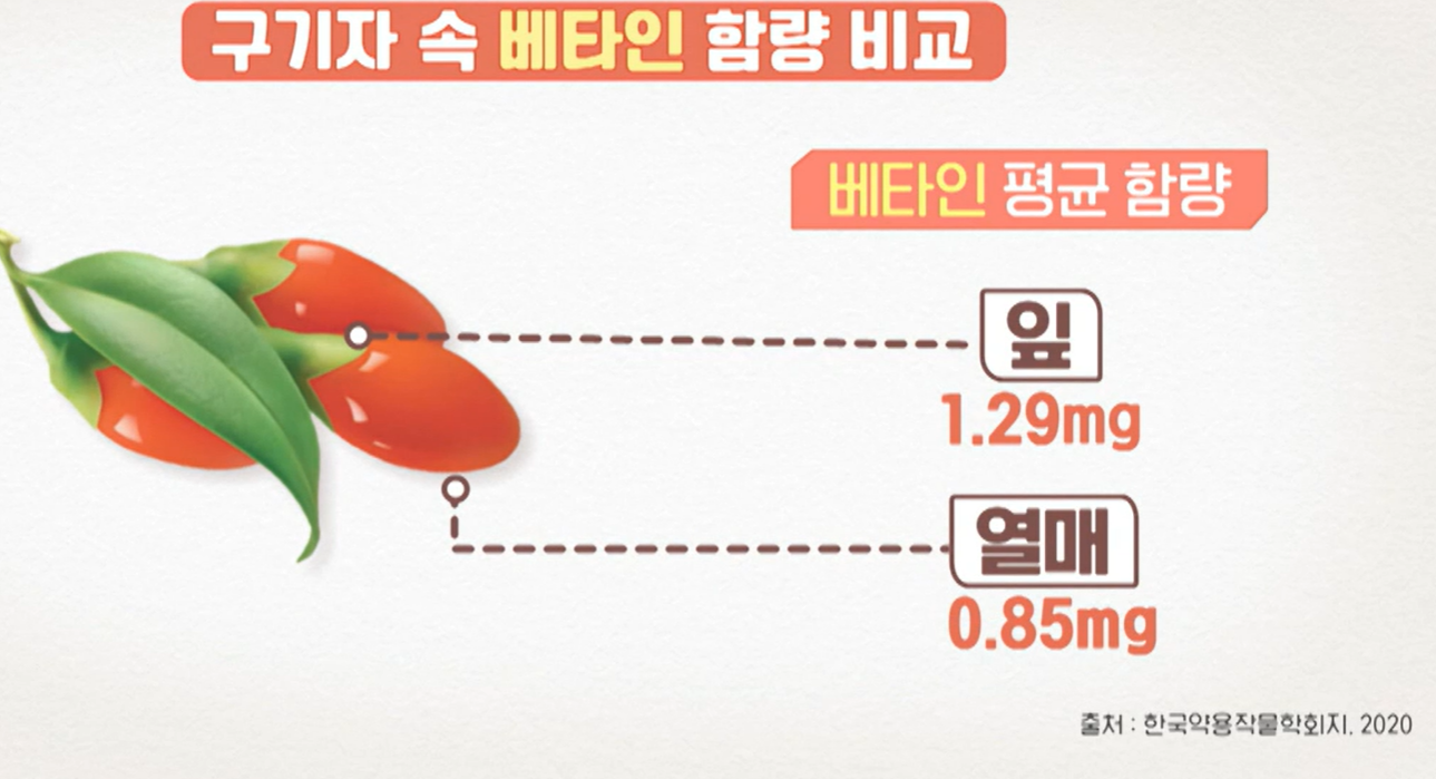 홍국 발효 구기자 효능