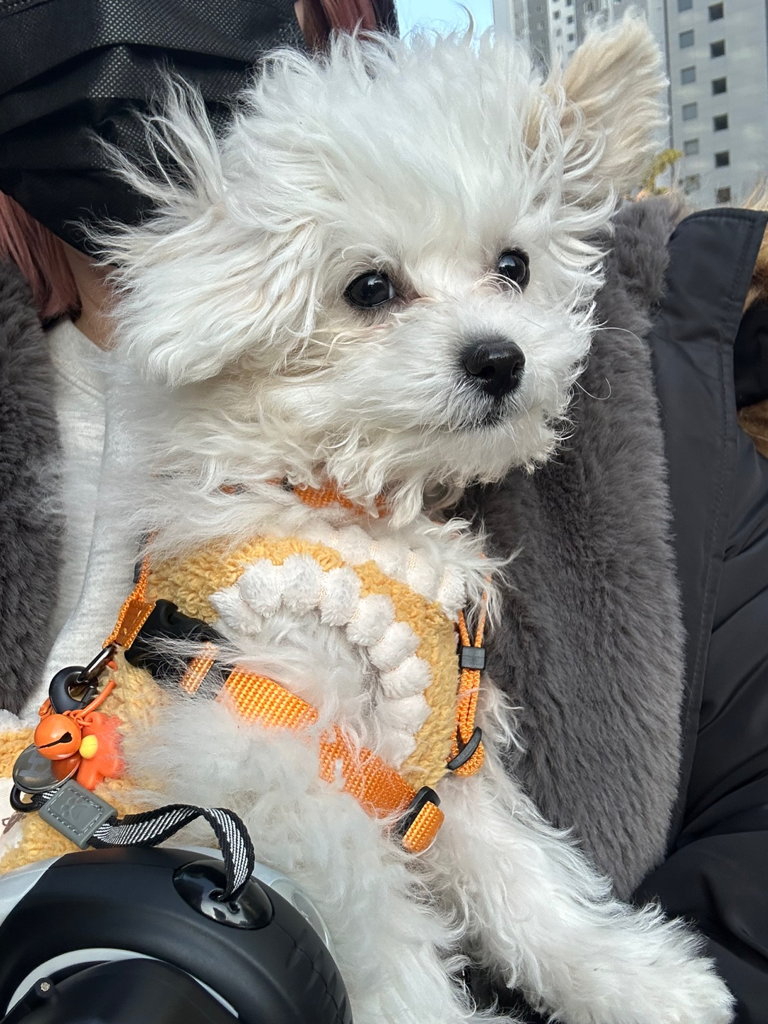 바람에 날려도 털이 부시시해도 귀여운 강아지 모찌가 강형욱 보듬하네스를 하고있는 모습