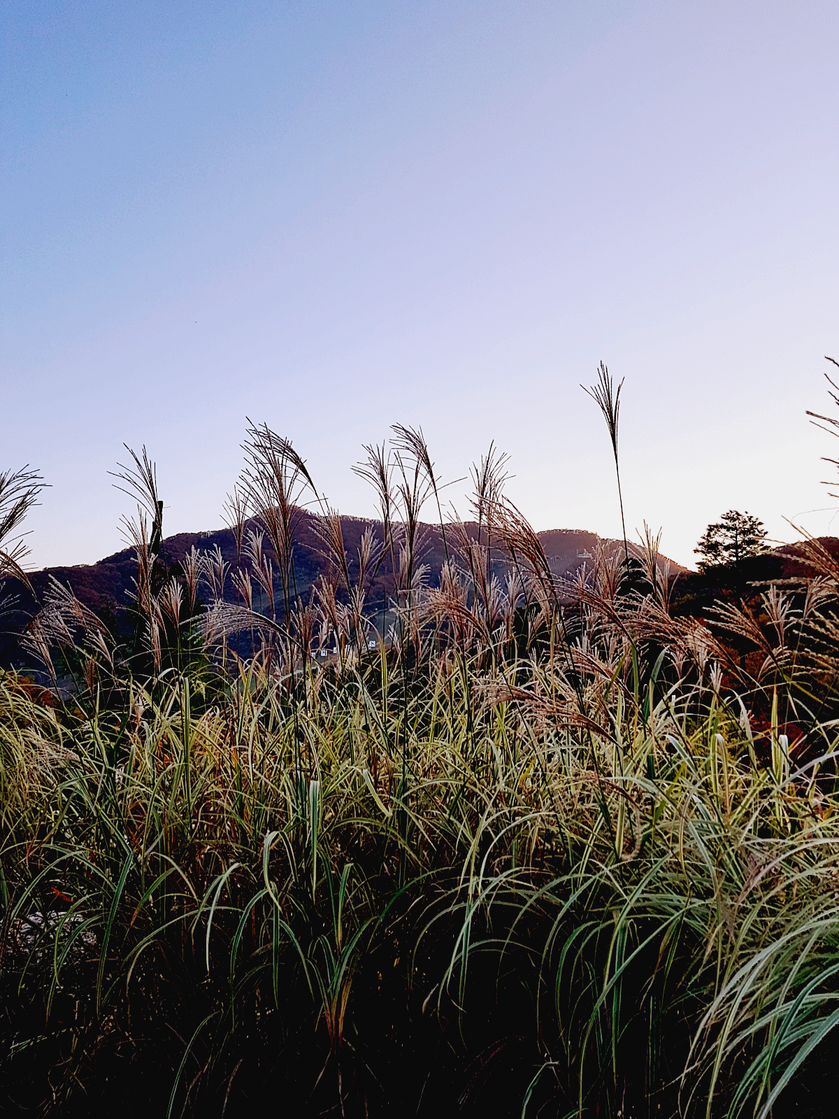 경기도 광주 곤지암 화담숲 단풍시즌, 가을 풍경 퍼레이드와 주변 맛집