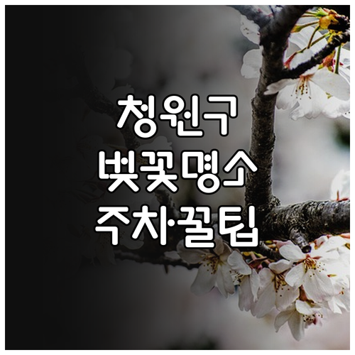 2026 청원구 벚꽃 구경 명소 베스..