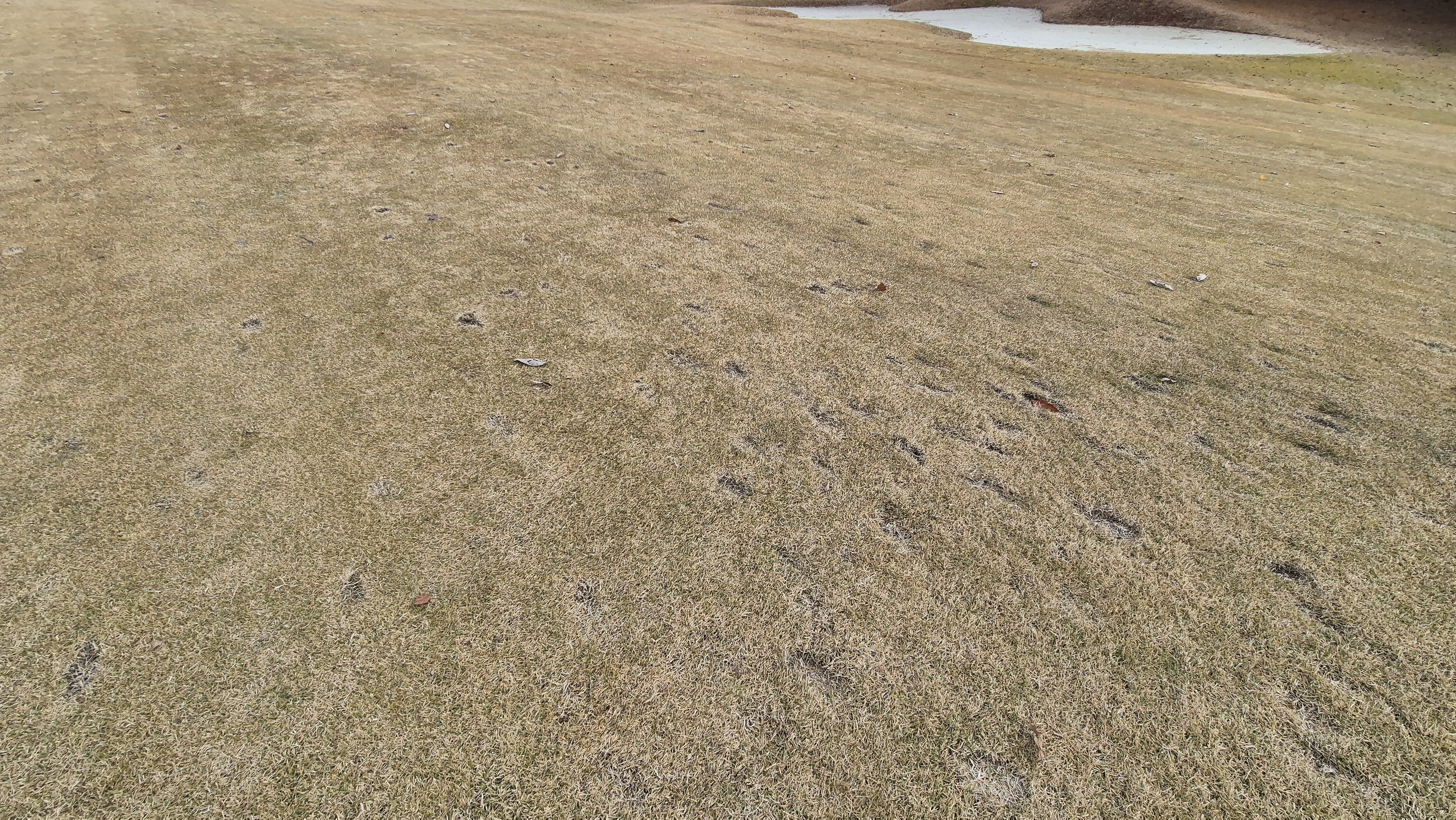 올데이 떼제베cc 가람-누리(서-남) 코스관리상태