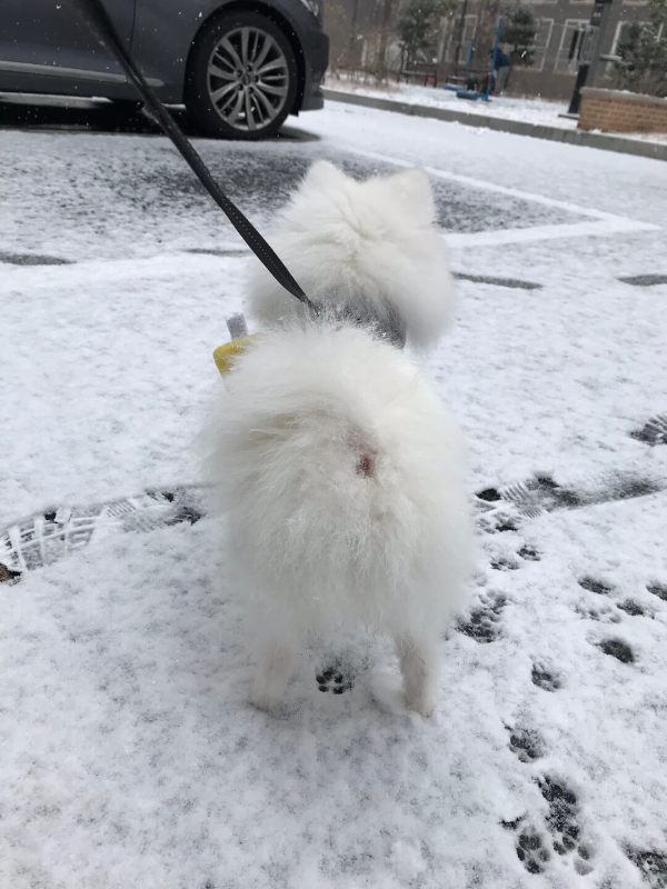 강아지_산책
