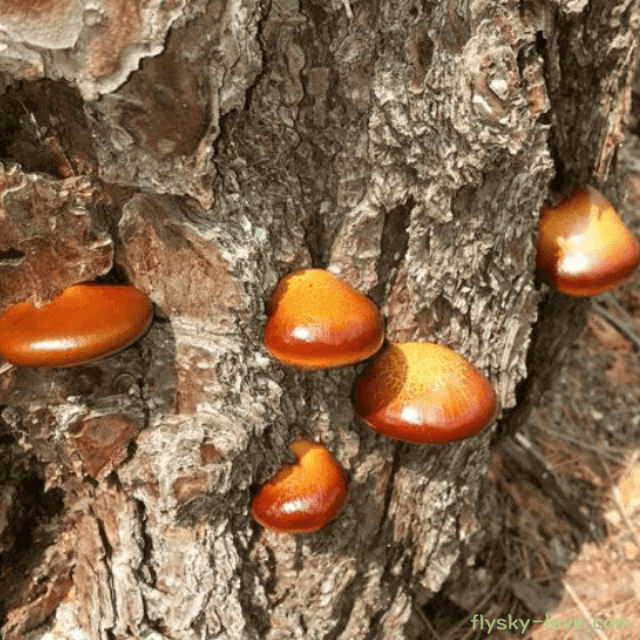 기관지에 좋은 소나무 한입버섯