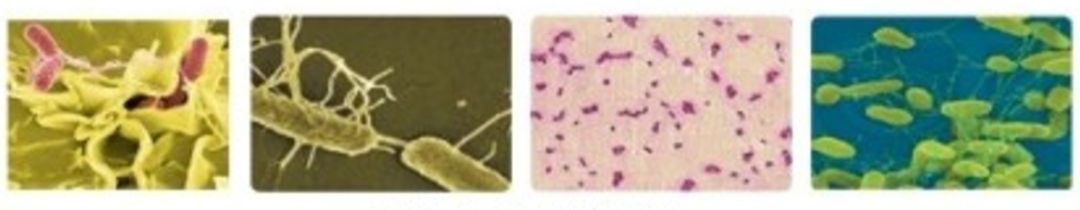 살모넬라균 예방, 계란 보관법