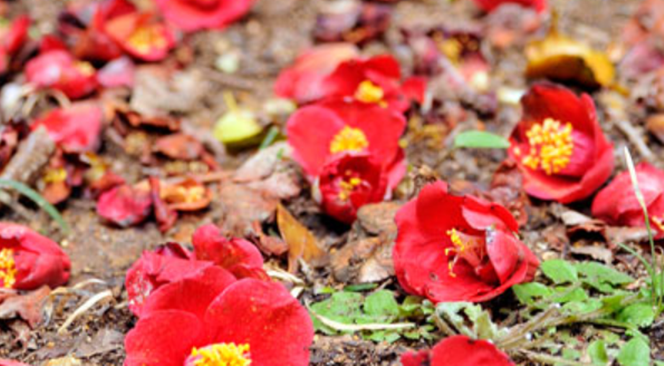 장사도 해상공원