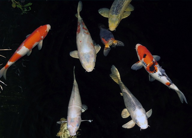 물고기 꿈 해몽