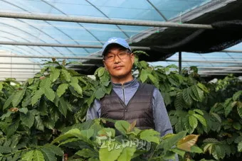 커피나무 재배 실내 재배 물 관리 가지 전정_7