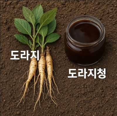 기관지에 좋다는 도라지청, 아무나 먹어도 괜찮을까?
