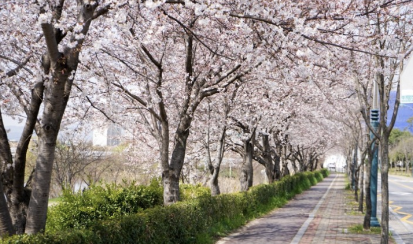 2025 광주 벚꽃, 개나리, 진달래 개화시기, 축제
