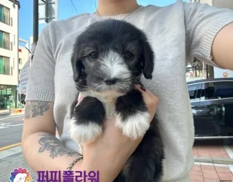 슈나우저 성격 분양 가격 미니어처 성견 몸무게_14