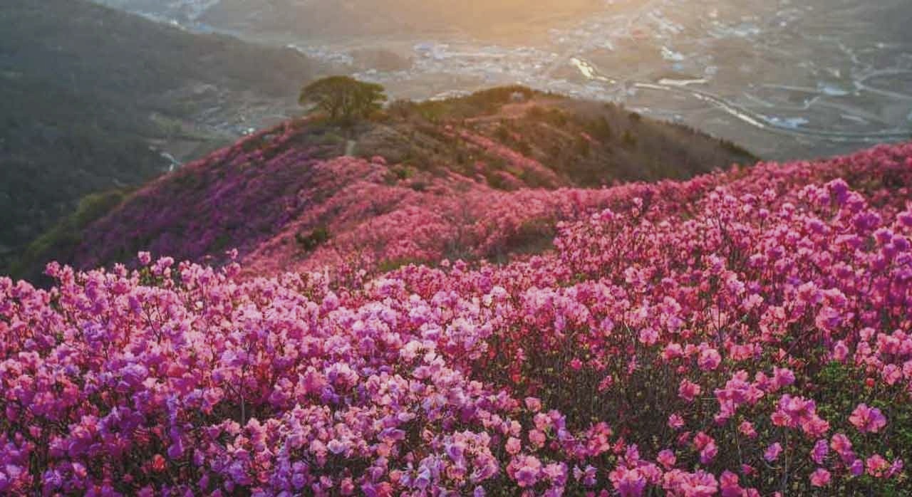 영취산 능선을 따라 분홍 진달래가 산 전체를 뒤덮은 절경. [ⓒ한국관광 콘텐츠랩]