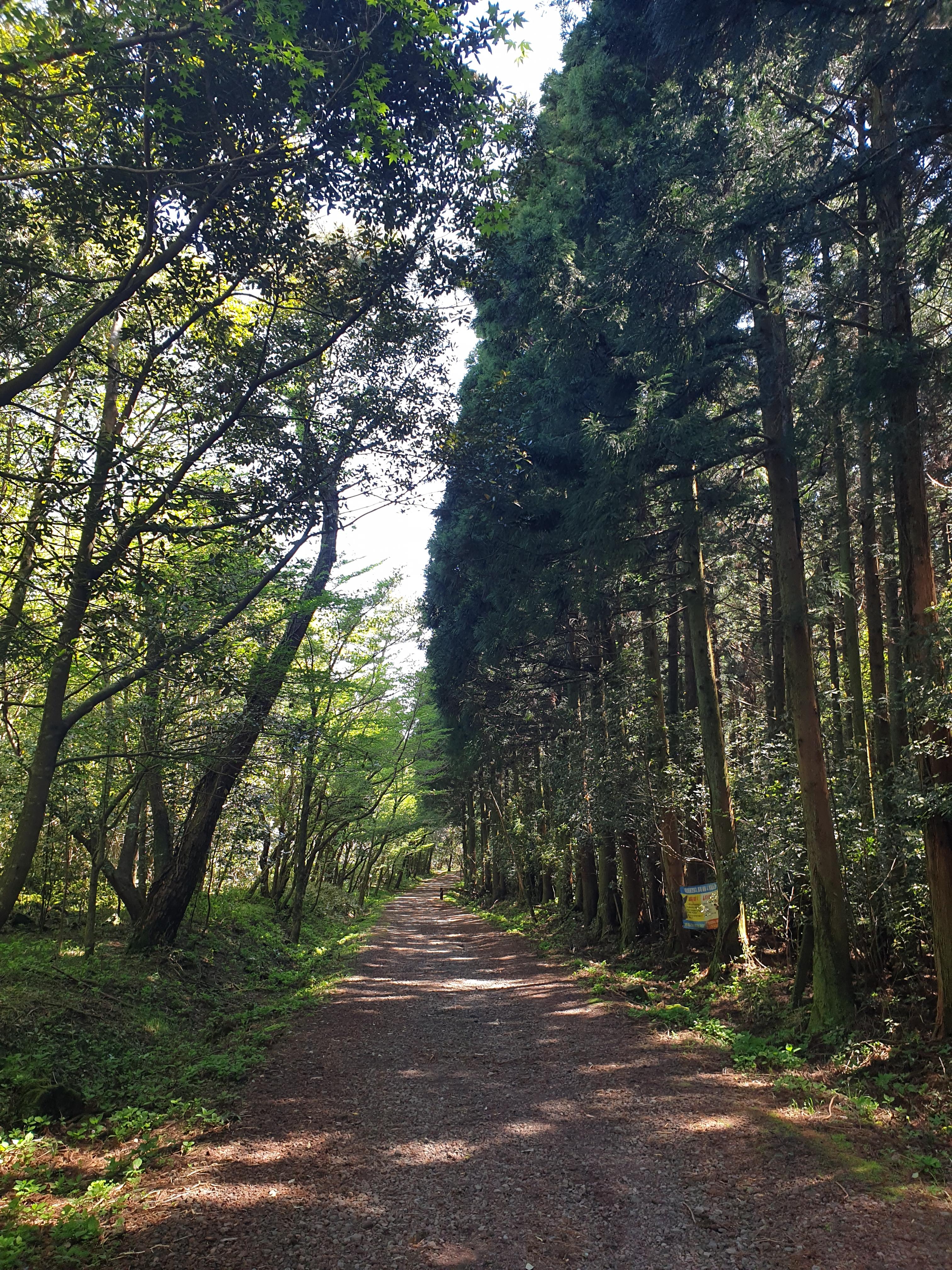 제주도 피톤치드 건강 힐링 걷기 여행