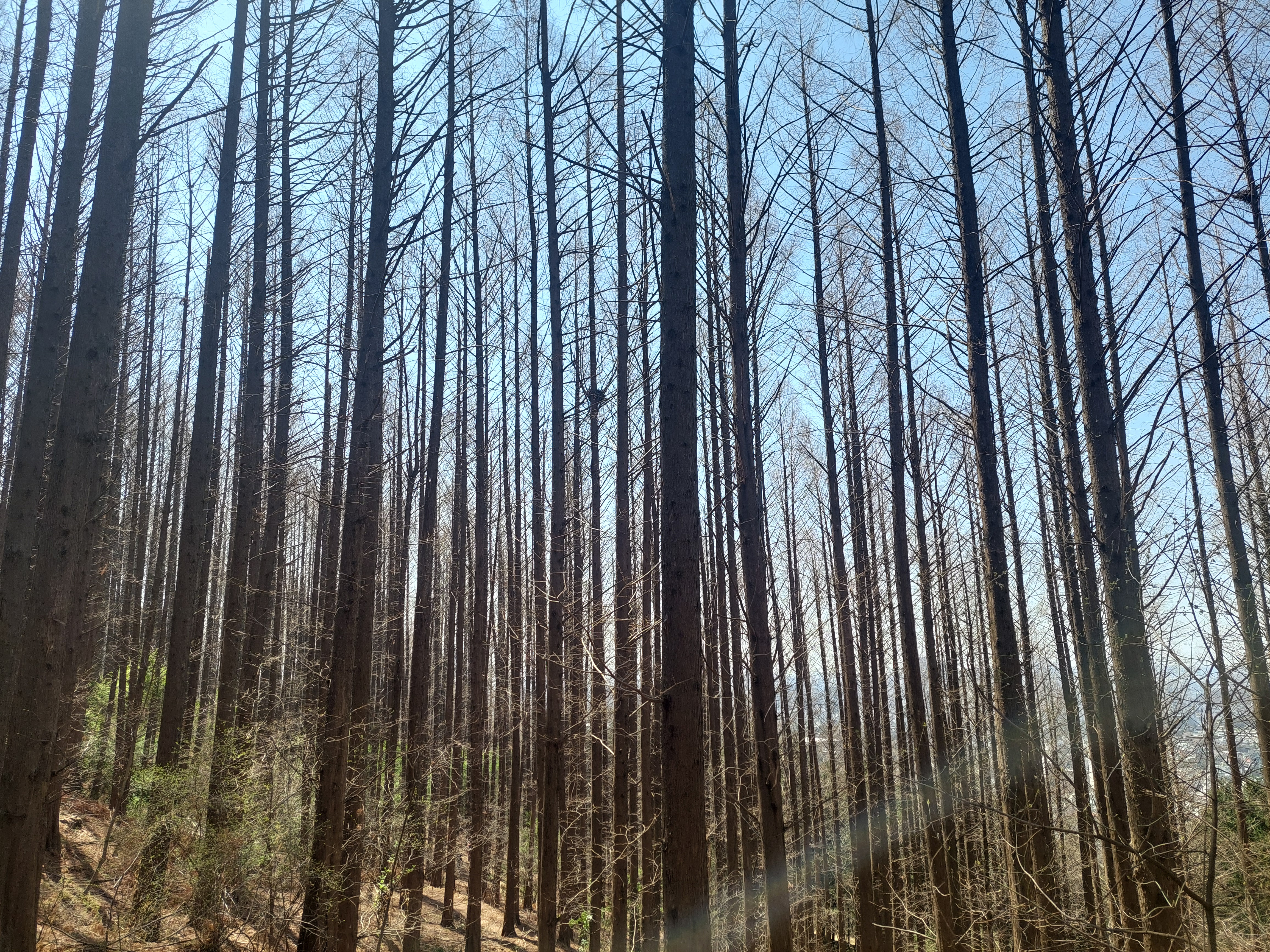 안산