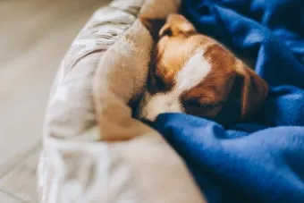 강아지 오래사는 신장관리 비법 생활습관_22