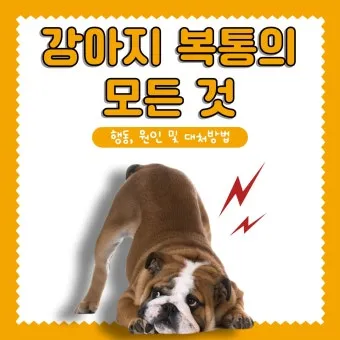 강아지 복막염 원인과 치료 방법_8