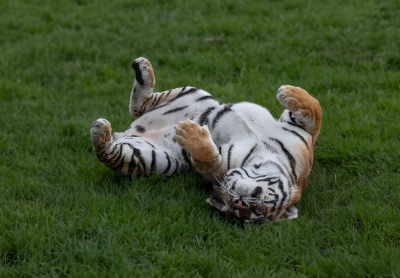 2025년 5월 호랑이띠 운세