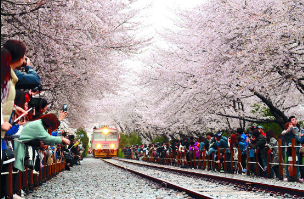 벚꽃 명소 추천