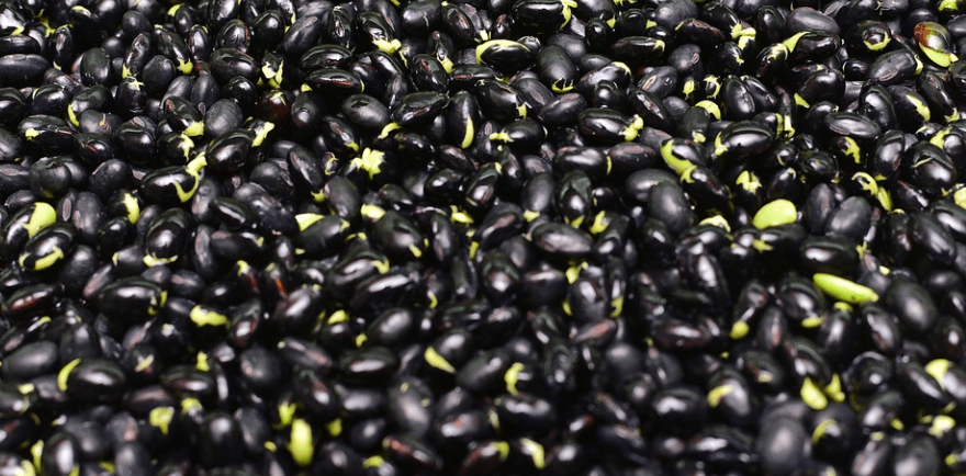 새싹이 솟아난 콩