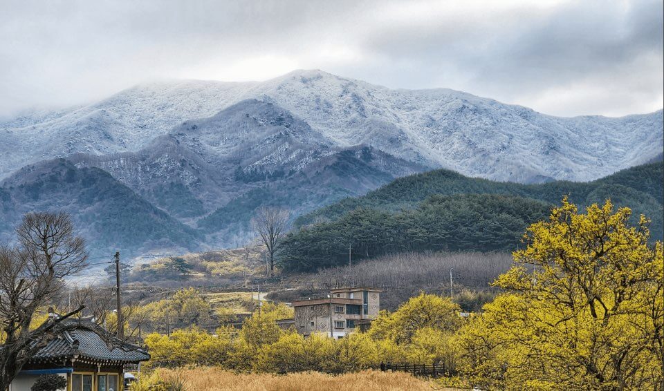 2023 구례 산수유축제