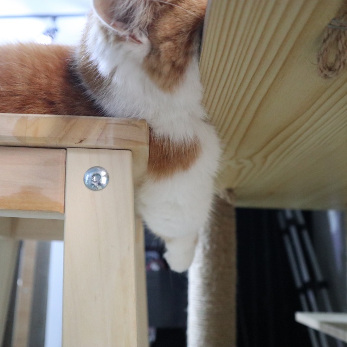 5살냥이