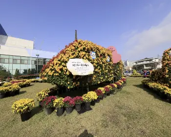 익산 천만송이 국화축제_10