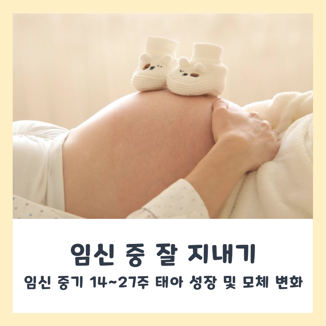 임신 중기 14~27주 태아 성장 및 모체 변화