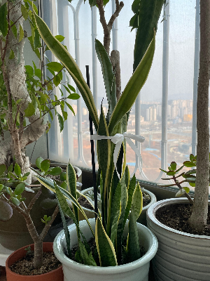 식물 처음 키우는 이들을 위한 실패 없는 입문 가이드