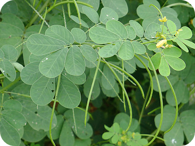 간에-좋은-음식