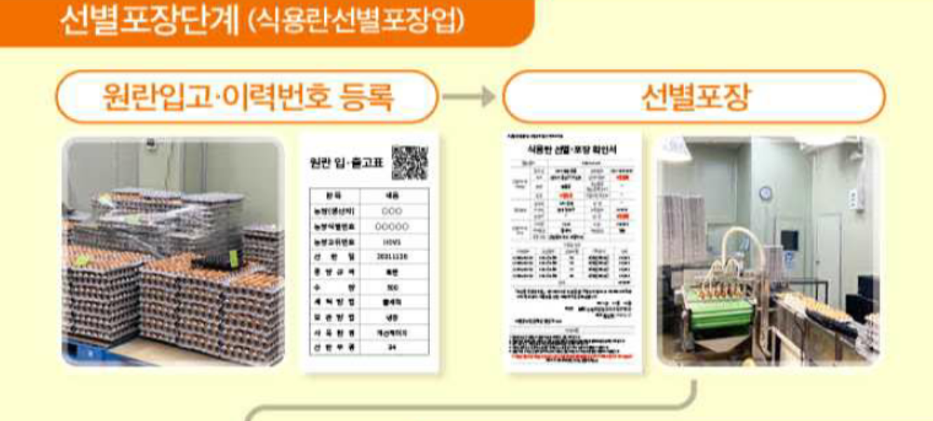 계란 선별, 포장