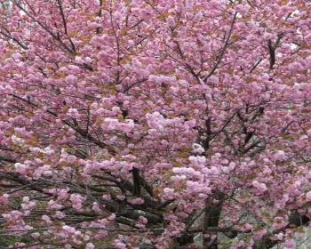 하동 십리벚꽃길 하동 겹벚꽃_1