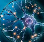 인지보유고와 뇌가소성