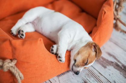 누워있는 강아지