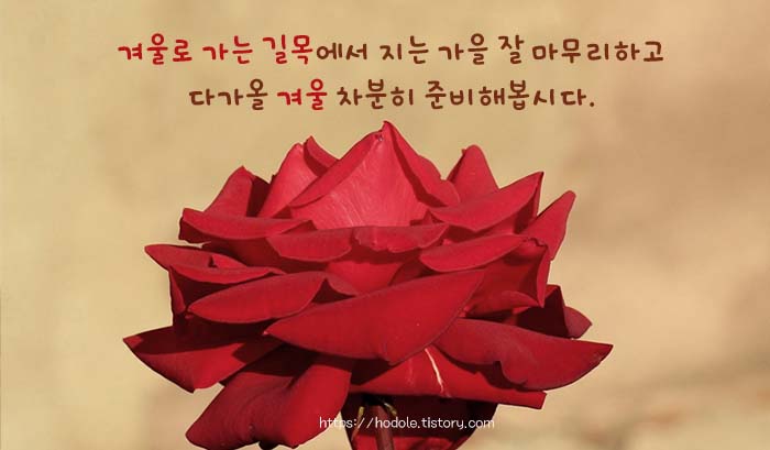 빨간꽃-이미지-인사