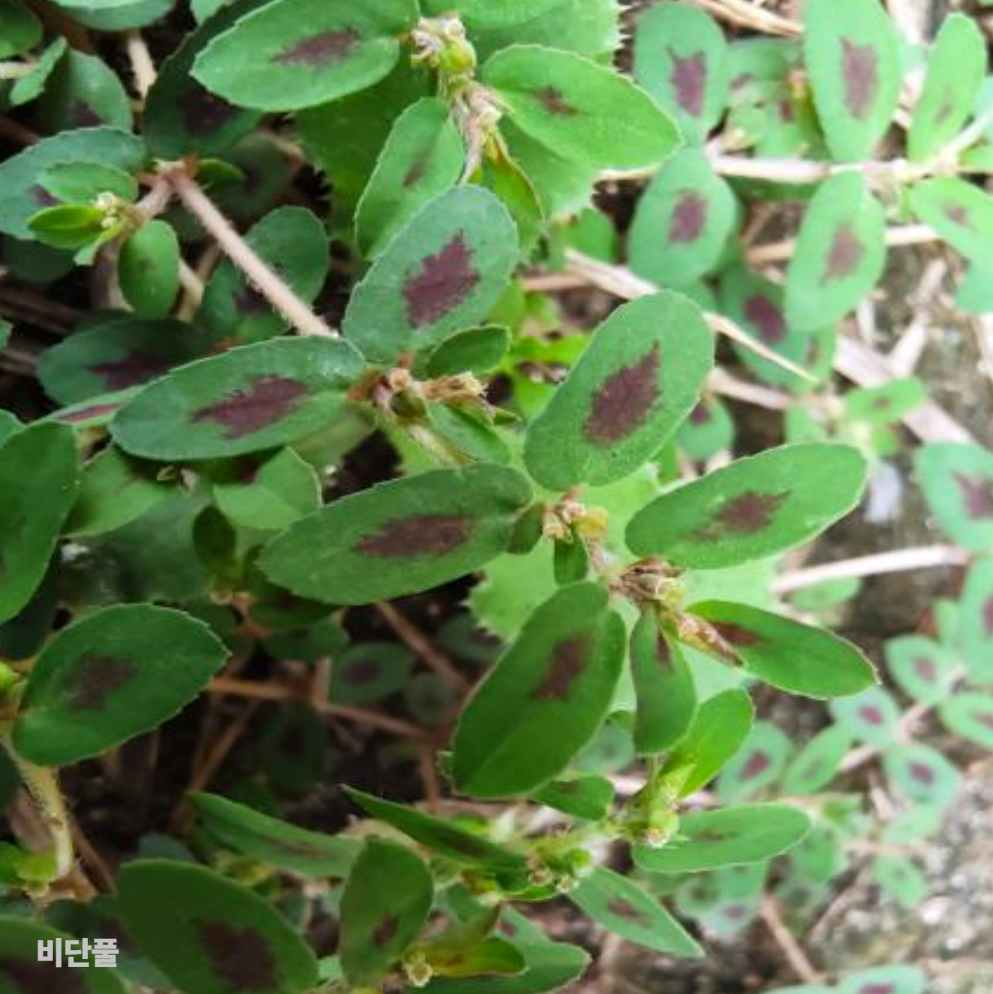 비단풀