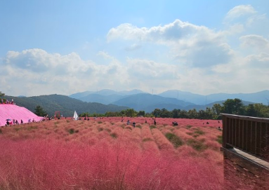포천 허브아일랜드-핑크뮬리