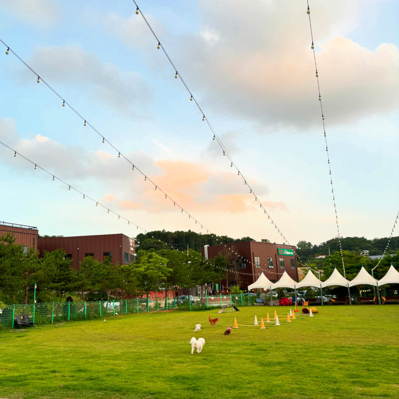 생방송투데이 오늘도 달린다! 청년 사장 경기 포천 20대 애견 카페 사장 편 뽀야네 딩가댕가 생방송투데이 3779회