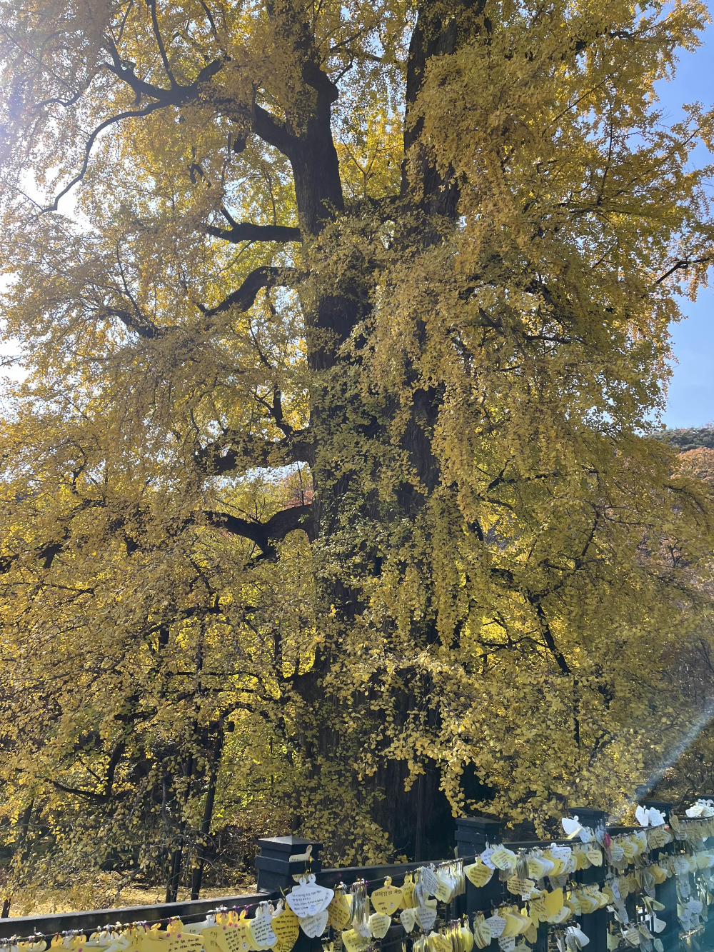 용문사 은행나무