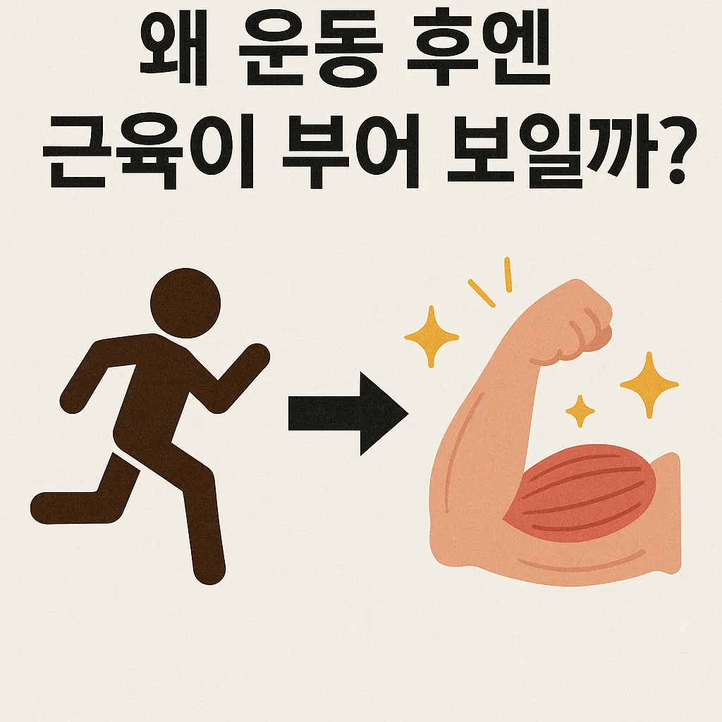 why_muscles_look_swollen_after_exercise