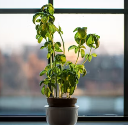 바질 효능 부작용 고르는법 요리 먹는 방법 허브