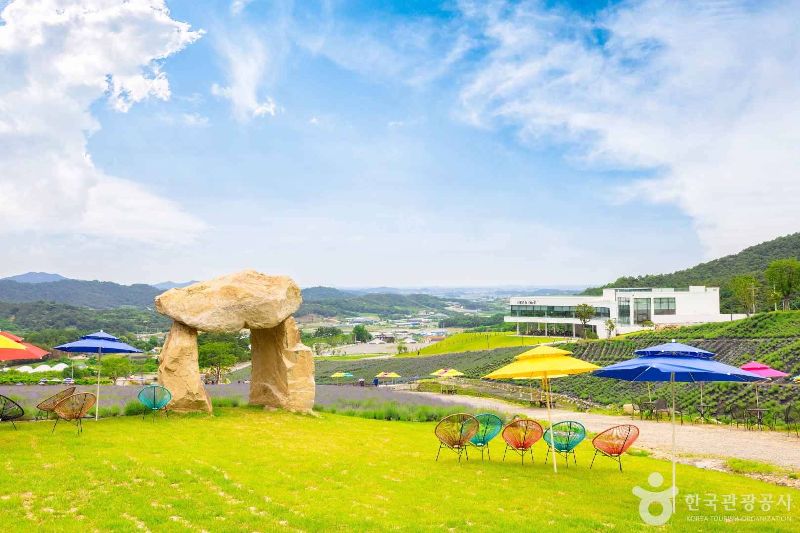 정읍 허브원 라벤더