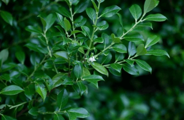 모새나무 꽃 열매 효능