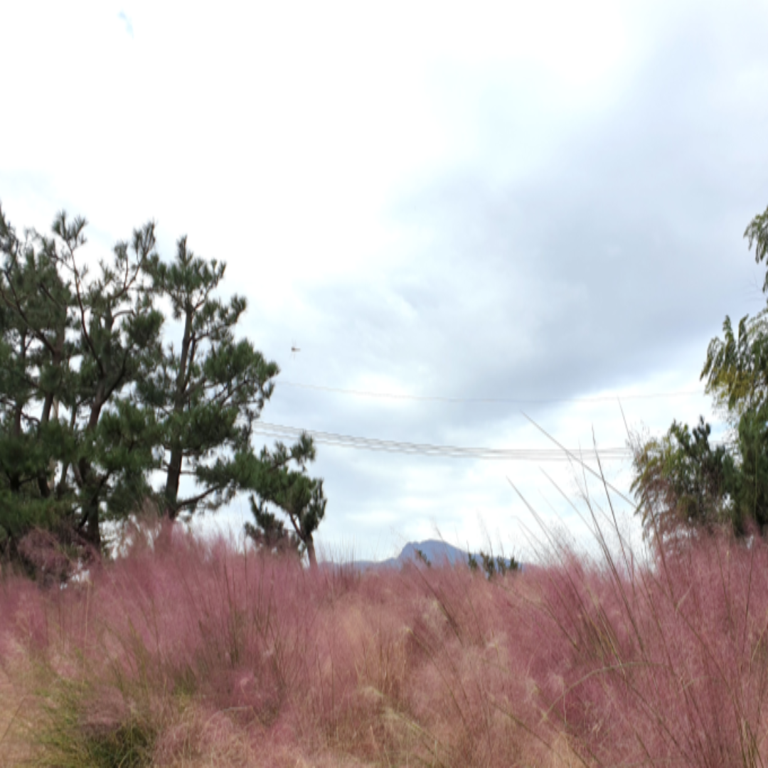 제주도 핑크뮬리 관련 사진