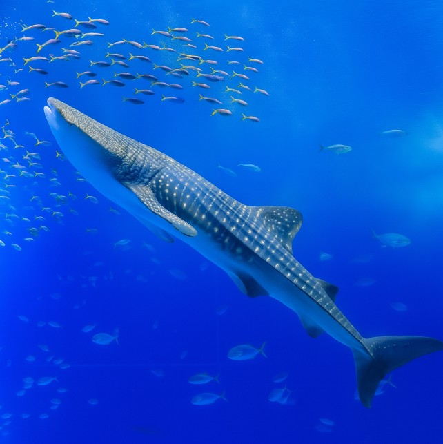 오키나와 츄라우미 수족관